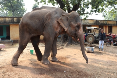  Blind Elephant Rescued, Brought For Treatment At Agra Elephant Hospital-TeluguStop.com