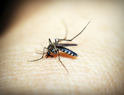  For Hints On Alternative Drug Targets, Malaria Parasite Components Are The Focus-TeluguStop.com