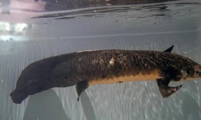 Telugu Fish Age, Longfish, San Francisco-Latest News - Telugu Telugu Fish Age, Longfish, San Francisco-Latest News - Telugu