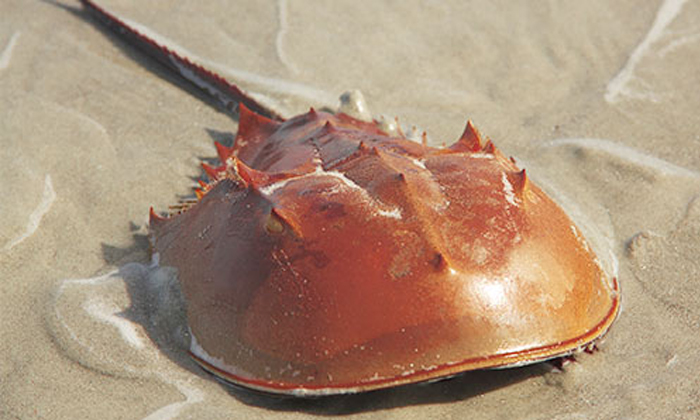 Telugu Cost, Crab, Crabs, Crabs Cost, Horseshoe Crab, Usage Crabs, Horseshoecrab-Latest News - Telugu Telugu Cost, Crab, Crabs, Crabs Cost, Horseshoe Crab, Usage Crabs, Horseshoecrab-Latest News - Telugu