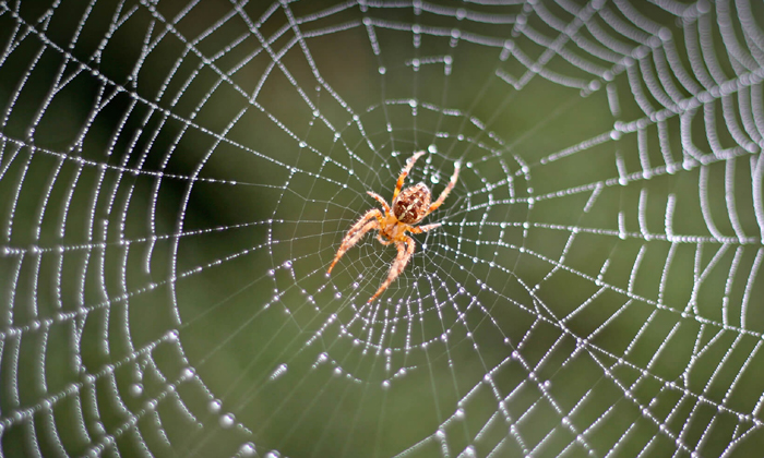  Why Does The Spider Not Get Caught In Its Nest Does It Have Any Formula , Anta, Danger, Spider-సాలీడు దాని గూటిలో అదెందుకు చిక్కుకోదు.. దానికేమైనా ఫార్ములా ఉందా-General-Telugu-Telugu Tollywood Photo Image-TeluguStop.com