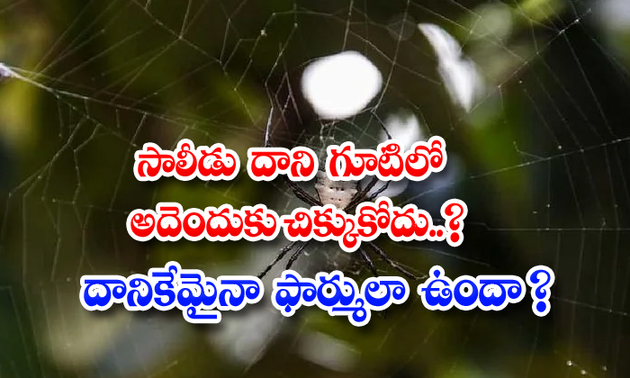  Why Does The Spider Not Get Caught In Its Nest Does It Have Any Formula , Anta, Danger, Spider-TeluguStop.com