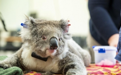  Australia Triples Funding For Koala Conservation #australia #triples-TeluguStop.com