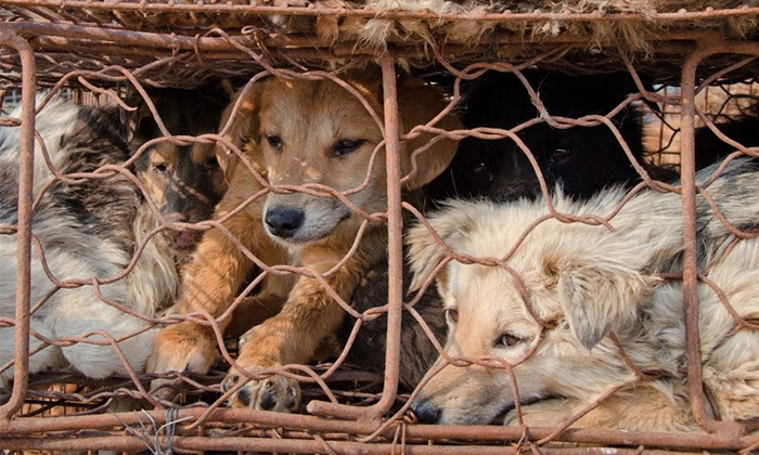 Telugu China, Chinese, Chinese Habits, Dogs, Dogs Meat, Insects, Latest-Latest News - Telugu Telugu China, Chinese, Chinese Habits, Dogs, Dogs Meat, Insects, Latest-Latest News - Telugu