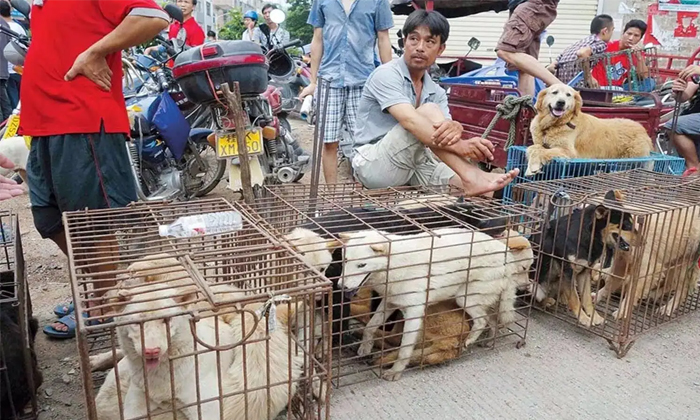 Telugu China, Chinese, Chinese Habits, Dogs, Dogs Meat, Insects, Latest-Latest News - Telugu Telugu China, Chinese, Chinese Habits, Dogs, Dogs Meat, Insects, Latest-Latest News - Telugu