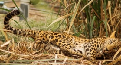  Cooped Up In Rusty & Cramped Cage, 14-year-old Leopardess Dies In Chennai Zoo #cooped #rusty-TeluguStop.com