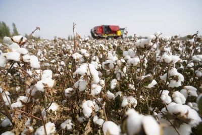  Cotton Association Cuts India’s 2021-22 Output Estimate By 12 Lakh Bales #cotton #indias-TeluguStop.com