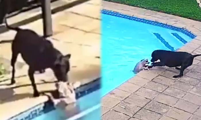  Dog Saves Puppy From Drowning In Swimming Pool Viral Video , Dog Saves Puppy , Swimming Pool , Viral Video , Swimming , -తన స్నేహితుడిని కాపాడిన కుక్క.. నెటిజెన్స్ ఫిదా.. వైరల్ వీడియో..-General-Telugu-Telugu Tollywood Photo Image-TeluguStop.com
