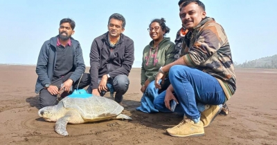  In A First, Olive Ridley Sea Turtle Satellite Tagged On India’s West Coast #olive #ridley-TeluguStop.com