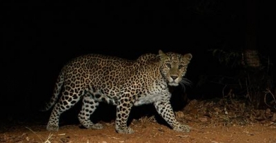  Jaipurites On Tenterhooks Over Leopard Spotting On Streets #jaipurites #tenterhooks-TeluguStop.com