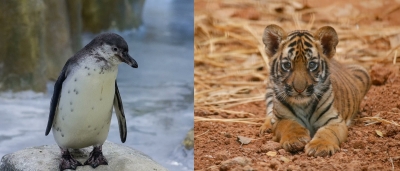  Mumbai Zoo Welcomes Royal Bengal Tiger Cub, Humboldt Penguin Chick #mumbai #welcomes-TeluguStop.com