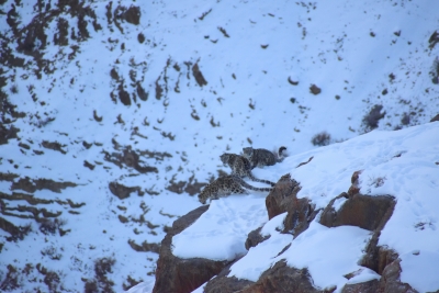  Snow Leopard, 2 Cubs Caught On Camera In Himachal’s High Mountains #snow #leopard-TeluguStop.com