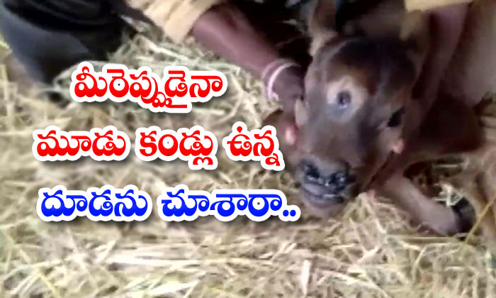  Have You Ever Seen A Three-eyed Calf , Three Eyes Calf, Viral Pic , Calf ,chhattisgarh, Formmer-TeluguStop.com