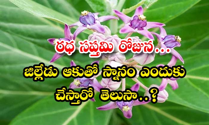  Do You Know Why We Bath With Calotropis Leave On Rathasapthami , Devotional , Jilledu Aakulu , Ratha Sapthami , Ratha Sapthami Special , Telugu Devotional , Sun Worship , District Tree Solar , Archives-TeluguStop.com