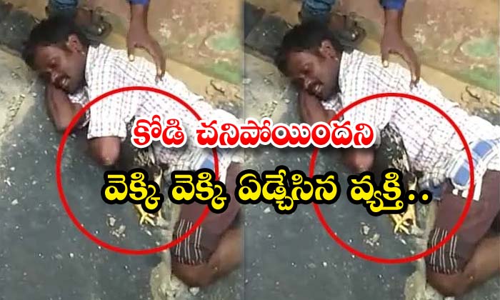  The Person Who Cried And Cried That The Hen Was Dead , Hen , Viral News , Person Who Cried , Hen Was Dead , Dumb Animals , Relation , Hen Owner-TeluguStop.com