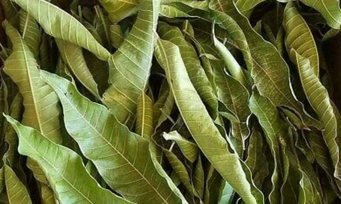  Amazing Benefits Of Dry Mango Leaves , Benefits Of Dry Mango Leaves , Dry Mango Leaves , Mango Leaves , Latest News , Health Tips , Good Health , Health-ఎండిన మామిడాకుల‌తో ఎన్ని ఆరోగ్య లాభాలు ఉన్నాయో తెలుసా-Latest News - Telugu-Telugu Tollywood Photo Image-TeluguStop.com