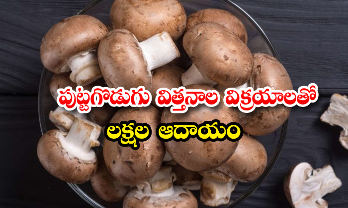  Mushroom Farming Spawn Cultivation , Mushroom, Amrita Singh, Jharkhand, Milky, S-TeluguStop.com