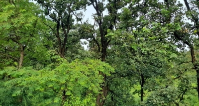  13 Cities, 26 Urban Forests: Up's Grand Greenification Plan-TeluguStop.com
