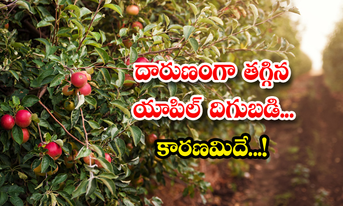  Climate Change In Kashmir Apple Farmers Reeling Under Extreme Weather, Falling Yield,apple, Apple Farming,apple Farmers, Kashmir,kashmir Apple,weather-TeluguStop.com