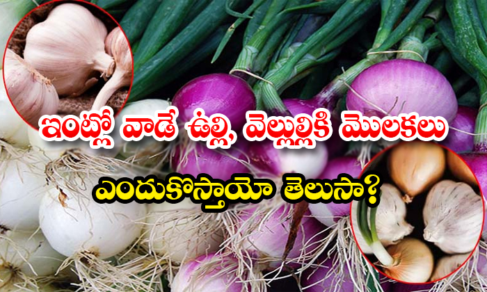 Do You Know Why Home Grown Onion And Garlic Sprouts Details, Onion, Garlic , Health Care, Health Tips, Healthy Foods, Sprouted Onion And Garlic, Onion Sprouts, Garlic Sprouts, Humidity, Moisture, Calcium, Vitamins-TeluguStop.com