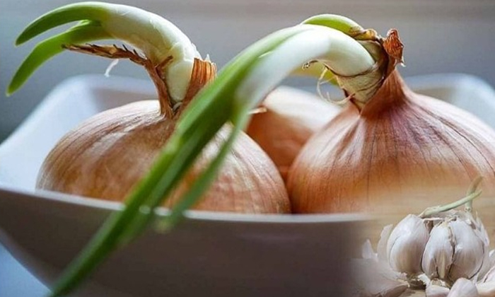 Telugu Calcium, Garlic, Garlic Sprouts, Care, Tips, Healthy Foods, Humidity, Moisture, Sprouts, Vitamins-Latest News - Telugu