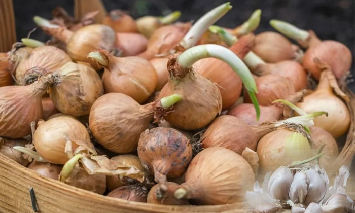  Do You Know Why Home Grown Onion And Garlic Sprouts Details, Onion, Garlic , Health Care, Health Tips, Healthy Foods, Sprouted Onion And Garlic, Onion Sprouts, Garlic Sprouts, Humidity, Moisture, Calcium, Vitamins-ఇంట్లో వాడే ఉల్లి, వెల్లుల్లికి మొలకలు ఎందుకొస్తాయో తెలుసా-General-Telugu-Telugu Tollywood Photo Image-TeluguStop.com