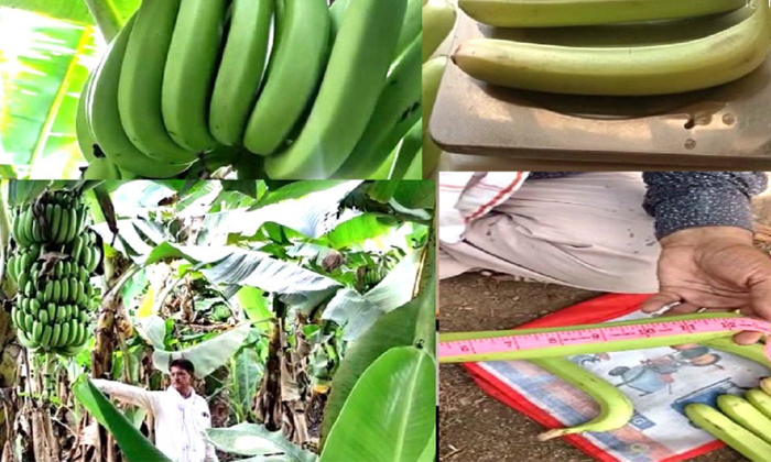  Farmer Claims To Grow India's Longest Banana,14 Inch Banana, India's Longest Banana,Banana Production,Farmer Arvind Jat, Barwani,Banana Farming-అదే అత్యంత పొడ‌వైన అర‌టి పండు.. క్రెడిట్ అంతా ఆ రైతుదే-Agriculture-Telugu Tollywood Photo Image-TeluguStop.com
