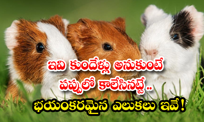  If These Rabbits Want To Burn In The Pulp These Are Terrible Rats , Rabbit, Rats, Assistant Professor N. Musician, Guinea Pigs, Karimnagar-TeluguStop.com