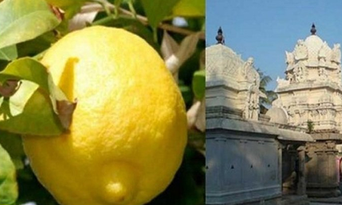  The World's Most Expensive Lemon Is Found Here, Lemon, Expensive Lemon, Villupuram, Tamil Nadu-అది ప్రపంచంలోనే అత్యంత ఖరీదైన నిమ్మకాయ.. వేలం వేసి విక్ర‌యిస్తారు-General-Telugu-Telugu Tollywood Photo Image-TeluguStop.com