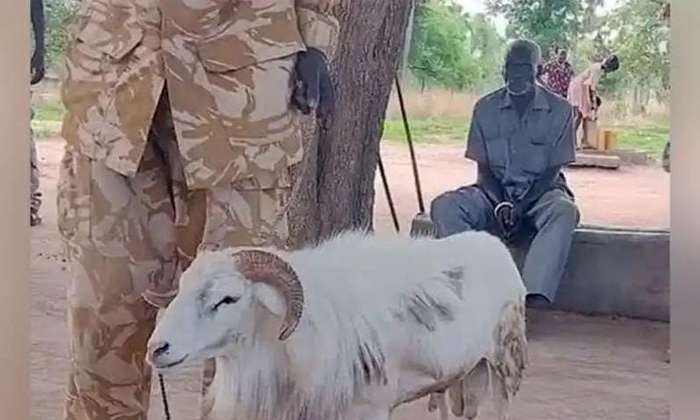 Telugu Prison Sheep, Jail, Military, Sheep, Sheep Kills, Sudan Sheep, Latest-Latest News - Telugu Telugu Prison Sheep, Jail, Military, Sheep, Sheep Kills, Sudan Sheep, Latest-Latest News - Telugu