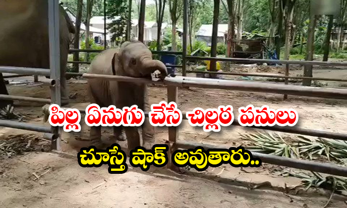  Baby Elephant Tussles With Keeper For Mattress Viral Video Details, Baby Elephant , Elephant Tussles With Keeper ,mattress, Viral Video , Social Media, Elephant, Crazy Baby Elephant, Elephant Keeper, Ifs Samrat Gowda, Funny Animals Video-TeluguStop.com