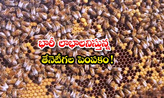  Adopting Business Idea Of Madhumakhi , Business Idea , Madhumakhi , Beekeeping , Profit , Honey, Beeswax, Royal Jelly Propolis Or Bee Gum, Bee Pollen-TeluguStop.com