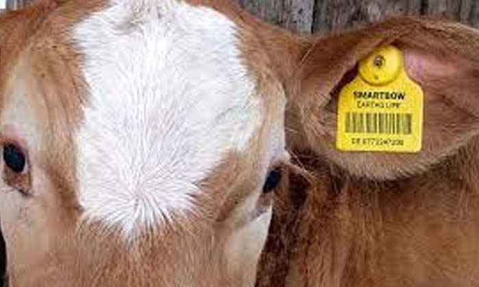  Know About The Tag In The Ears Of Cow And Buffalo , Cow And Buffalo , Tag In The Ears , Aadhaar Card For Cow And Buffalo ,plastic Tag, Tag , 12 Digit Unique Identification Number-పశువులకు ఆధార్ కార్డు#8230;మరిన్ని వివరాలివే..-Agriculture-Telugu Tollywood Photo Image-TeluguStop.com
