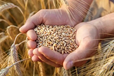  Eu To Open 'solidarity Lanes' To Help Ukraine's Grain Exports-TeluguStop.com