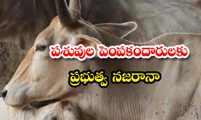  Government To Give Monthly 900 Buying Cow Government, Monthly 900 , Cow ,nature Farming, Shivraj Singh Chouhan, Madhya Pradesh-TeluguStop.com