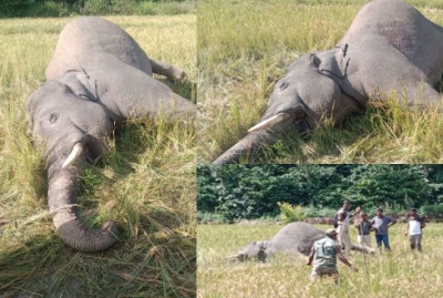 Human-animal Conflict In K'taka, Elephant Shot Dead-TeluguStop.com