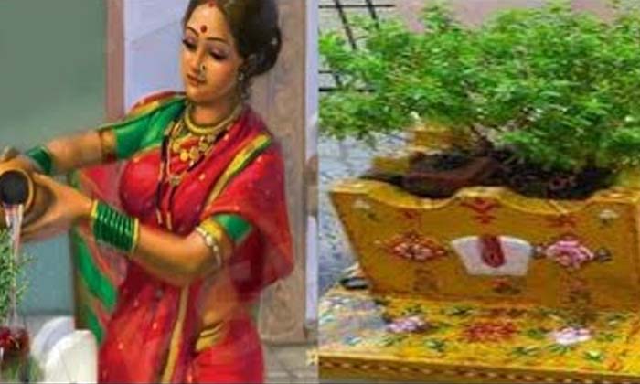 Telugu Basil Tree, Cash, Tips-Latest News - Telugu