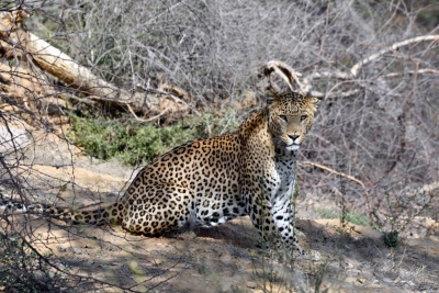  Jaipur Becomes Only City In India With 2 Leopard Safaris-TeluguStop.com