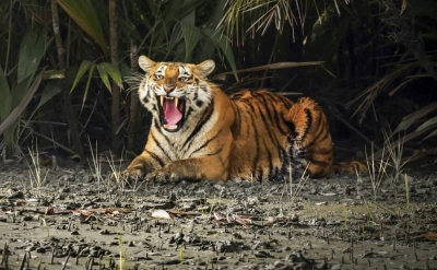  Maharashtra's Oldest Tiger Dies Of Old Age-TeluguStop.com