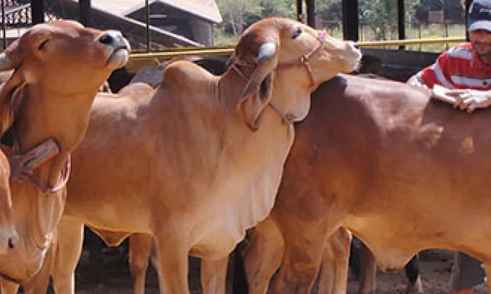  Government To Give Monthly 900 Buying Cow Government, Monthly 900 , Cow ,Nature Farming, Shivraj Singh Chouhan, Madhya Pradesh-పశువుల పెంపకందారులకు ప్రభుత్వ నజరానా-Agriculture-Telugu Tollywood Photo Image-TeluguStop.com