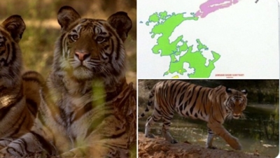  Rajasthan's Ramgarh Vishdhari Sanctuary Is India's 52nd Tiger Reserve-TeluguStop.com