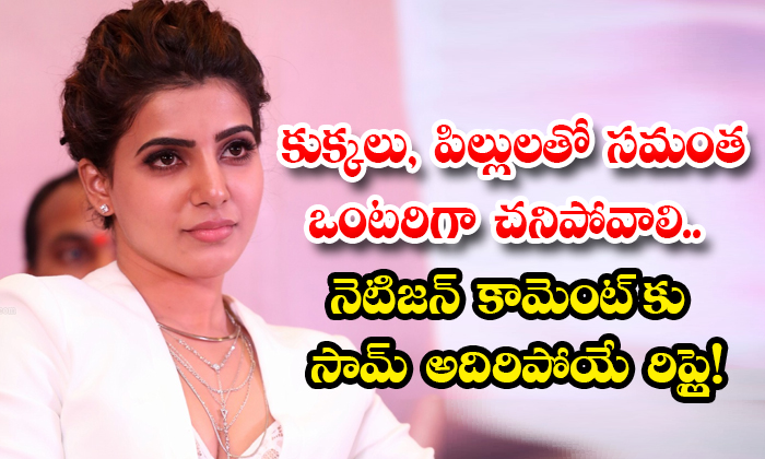  Samantha Shocking Reply To Netizen Comments That She Would Die Alone With Dogs And Cats Details, Samantha, Tollywood, Comments, Telugu Film Industry, Samanth Reply, Naga Chaitanya, Samantha Divorce, Samantha Cats And Puppies, Star Heroine Samantha-TeluguStop.com