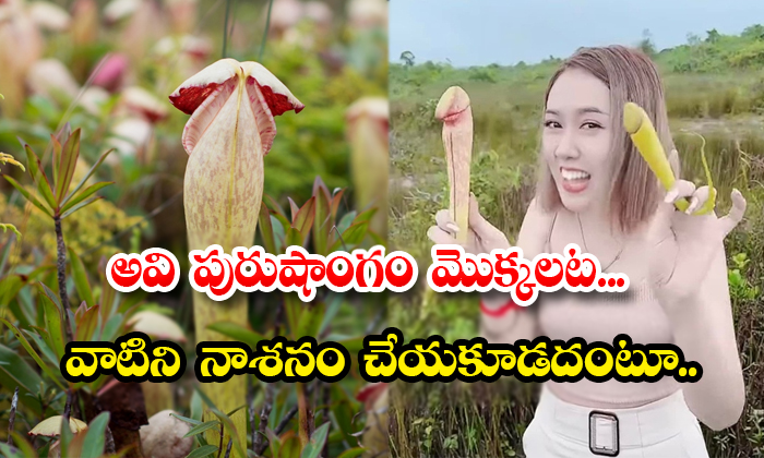  Stop Picking Carnivorous Penis Plants Says Cambodia Environmental Officials Details, Nepenthes Holdenii, Penis Plants, Carnivorous Penis Plants, Cambodia, Strange Plants, Picking Penis Plants, Environment, Plants, Rare Species Plants-TeluguStop.com