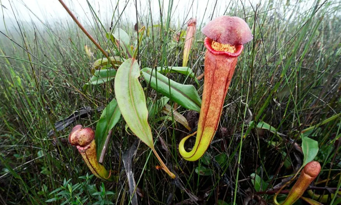 Telugu Cambodia, Penis, Rare, Strange-Latest News - Telugu Telugu Cambodia, Penis, Rare, Strange-Latest News - Telugu