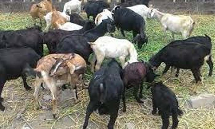  Subsidy Goat Farming Bihar Government , Subsidy Goat Farming , Bihar Government , Goat Farming , Integrated Goats, Sheep, Department Of Animal Husbandry, Government Of Bihar-మేకల పెంపకంపై రైతులకు 60 శాతం సబ్సిడీ-,Top Story-Telugu Tollywood Photo Image-TeluguStop.com