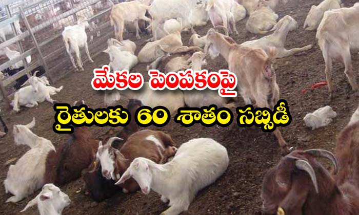  Subsidy Goat Farming Bihar Government , Subsidy Goat Farming , Bihar Government , Goat Farming , Integrated Goats, Sheep, Department Of Animal Husbandry, Government Of Bihar-TeluguStop.com