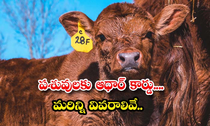  Know About The Tag In The Ears Of Cow And Buffalo , Cow And Buffalo , Tag In The Ears , Aadhaar Card For Cow And Buffalo ,plastic Tag, Tag , 12 Digit Unique Identification Number-TeluguStop.com