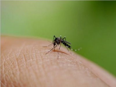  Up On Alert Over Rising Dengue Cases-TeluguStop.com