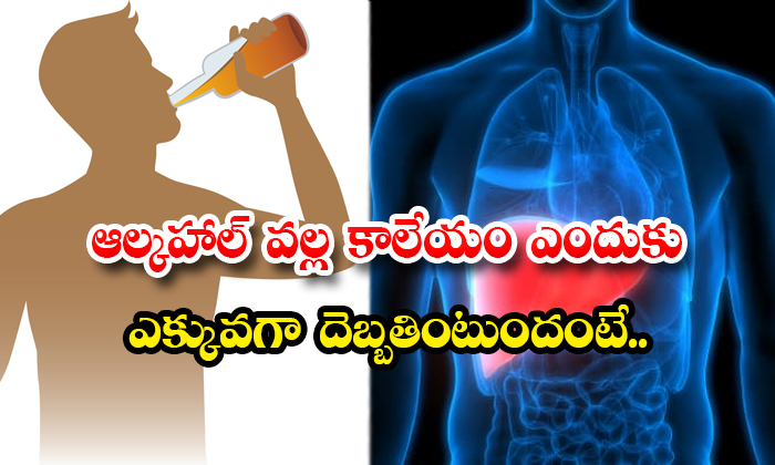  Why Liqour Effects Liver Details, Liver, Alchohol, Liquor, Fatty Liver, Healthy Liver, Heart Attack, Health, Drinking Alcohol, Drinking Habit, Smoking, Alcohol Limits, Liver Functionality-TeluguStop.com