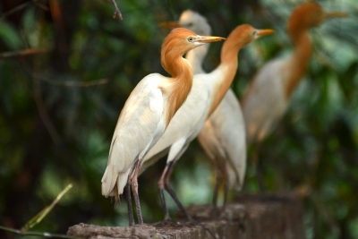  World Migratory Bird Day: Light Pollution Threatens Birds Globally-TeluguStop.com